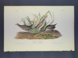 Audubon First Edition Octavo Print Plate No. 322 Lora Rail