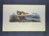 Audubon First Edition Octavo Print Plate No. 307 Yellow-breasted Rail