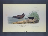 Audubon First Edition Octavo Print Plate No. 308 Least Water-Rail