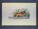 Audubon First Edition Octavo Print Plate No. 309 Great Red-breasted Rail or Fresh Water Marsh Hen