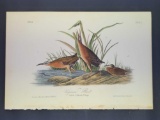 Audubon First Edition Octavo Print Plate No. 311 Virginian Rail