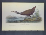 Audubon First Edition Octavo Print Plate No. 312 Scolopaceous Courlan