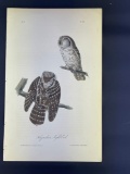 Audubon First Edition Octavo Plate 32 Tengmalm's Night-Owl