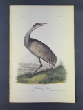 Audubon First Edition Octavo Print Plate No. 314 Whooping Crane