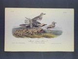 Audubon First Edition Octavo Print Plate No. 315 Black-bellied Plover