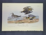 Audubon First Edition Octavo Print Plate No. 316 American Golden Plover