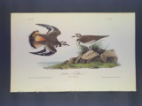 Audubon First Edition Octavo Print Plate No.317 Killdeer Plover