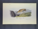 Audubon First Edition Octavo Print Plate No. 318 Rocky Mountain Plover