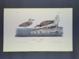 Audubon First Edition Octavo Print Plate No. 319 Wilson's Plover