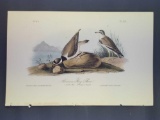 Audubon First Edition Octavo Print Plate No. 320 American Ring Plover