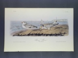 Audubon First Edition Octavo Print Plate No. 321 Piping Plover