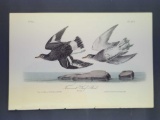 Audubon First Edition Octavo Print Plate No. 322 Townsend's Surf Bird