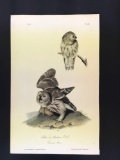 Audubon 1st Edition Octavo Plate No. 33 Little or Acadian Owl