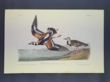 Audubon First Edition Octavo Print Plate No. 323 Turnstone