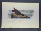 Audubon First Edition Octavo Print Plate No. 325 Bachman's Oyster-catcher