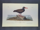 Audubon First Edition Octavo Print Plate No. 326 Townsend's Oyster Catcher
