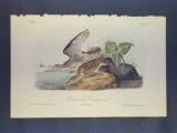 Audubon First Edition Octavo Print Plate No. 327 Bartramian Sandpiper