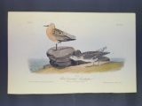 Audubon First Edition Octavo Plate No. 328 Red-breasted Sandpiper