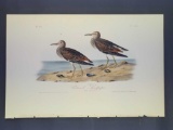 Audubon First Edition Octavo Plate No. 329 Pectoral Sandpiper