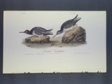 Audubon First Edition Octavo Plate No. 330 Purple Sandpiper