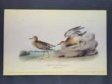 Audubon First Edition Octavo Plate No. 331 Buff-breasted Sandpiper