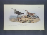 Audubon First Edition Octavo Plate No. 332 Red-backed Sandpiper