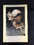 Audubon First Edition Octavo Plate 34 Barn Owl