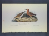 Audubon First Edition Octavo Plate No. 333 Curlew Sandpiper