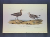 Audubon First Edition Octavo Plate No. 334 Long Legged Sandpiper