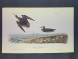 Audubon First Edition Octavo Plate No. 335 Schinz's Sandpiper