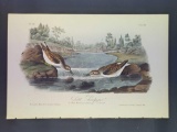 Audubon First Edition Octavo Plate No. 337 Little Sandpiper