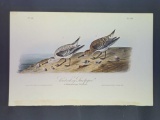Audubon First Edition Octavo Plate No. 338 Sanderling Sandpiper