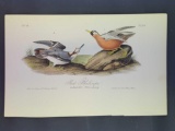 Audubon First Edition Octavo Plate No. 339 Red Phalarope
