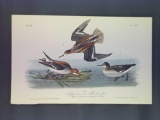 Audubon First Edition Octavo Plate No. 340 Hyperborean Phalarope