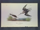 Audubon First Edition Octavo Plate No. 341 Wilson's Phalarope