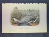 Audubon First Edition Octavo Plate No. 342 Spotted Sandpiper