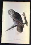Audubon First Edition Octavo Plate No. 35 Great Cinereous Owl