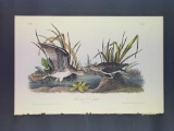 Audubon First Edition Octavo Plate No. 343 Solitary Sandpiper