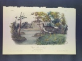 Audubon First Edition Octavo Plate No. 344 Yellow Shanks Snipe