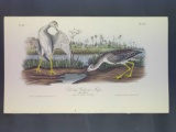 Audubon First Edition Octavo Plate No. 345 Tell-tale Godwit or Snipe