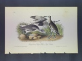 Audubon First Edition Octavo Plate No. 347 Semipalmated Snipe Willet or Stone Curlew