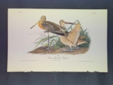 Audubon First Edition Octavo Plate No. 348 Great Marbled Godwit