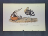 Audubon First Edition Octavo Plate No. 349 Hudsonian Godwit