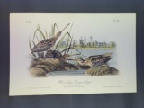 Audubon First Edition Octavo Plate No. 350 Wilson's Snipe - Common Snipe