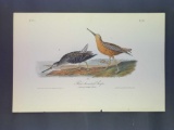 Audubon First Edition Octavo Plate No. 351 Red-breasted Snipe