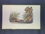 Audubon First Edition Octavo Plate No. 352 American Woodcock