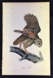 Audubon First Edition Octavo Plate No. 36 Barred Owl