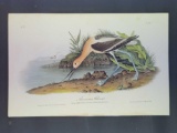 Audubon First Edition Octavo Plate No. 353 American Advocate