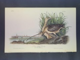 Audubon First Edition Octavo Plate No. 355 Long Billed Curlew