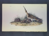 Audubon First Edition Octavo Plate No. 356 Hudsonian Curlew